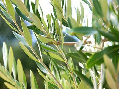 Olive Leaf Extract – Benefits for Better Health and Skin