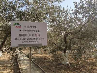 How Olive Tree Started to Cultivate in China?