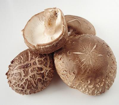 Exploring the Health Benefits of Shiitake Mushroom Powder Extract