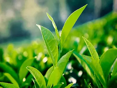 Can green tea extract reduce blood fat?