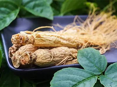 What is the effect of panax ginseng extract?