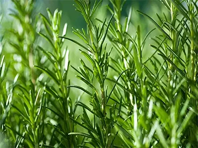 Rosemary Extract as a Chemical Preservative Alternative