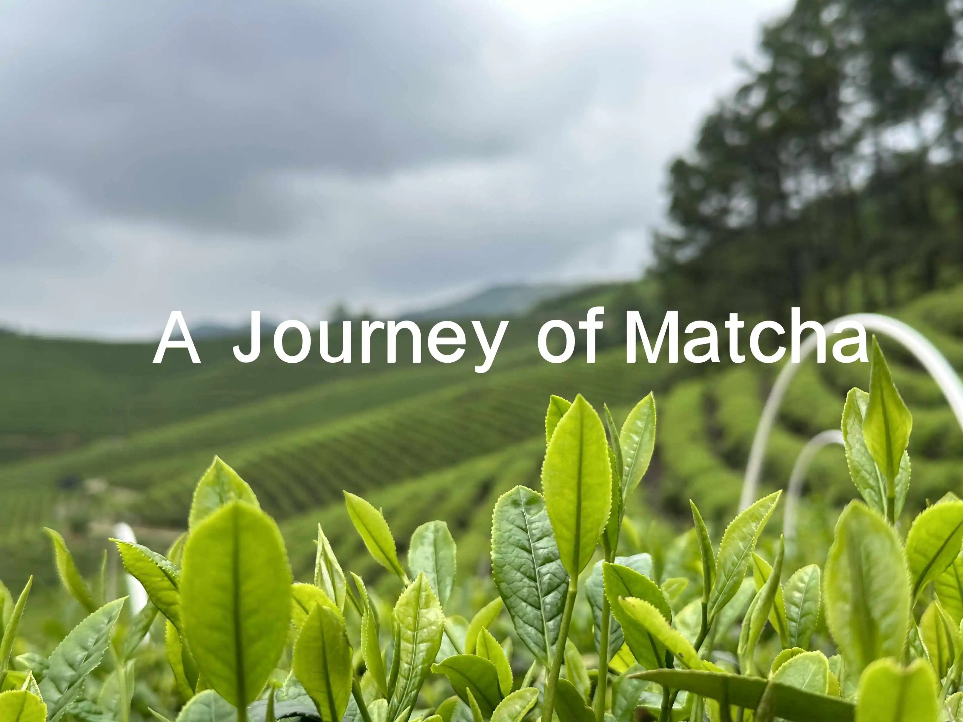 A Journey of Matcha