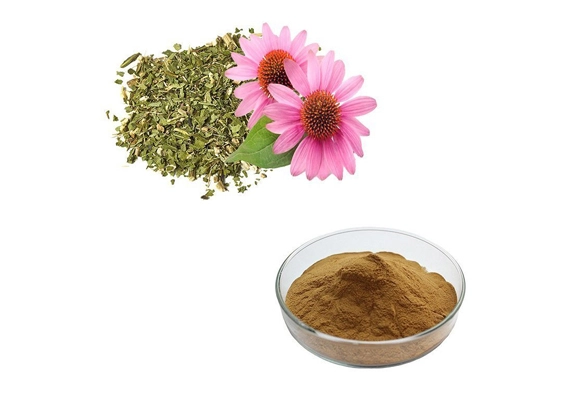 echinacea purpurea extract