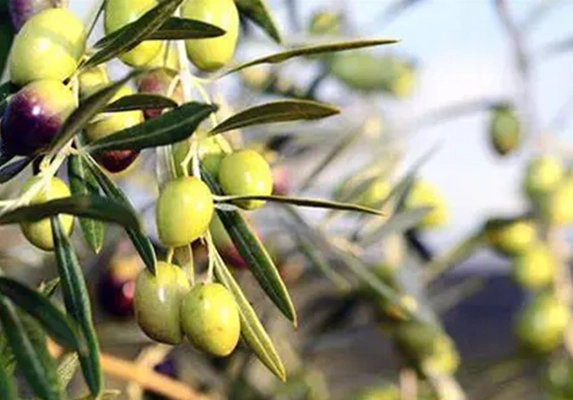 olive leaf extract supplier