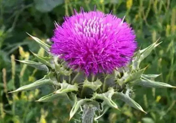 organic milk thistle extract bulk