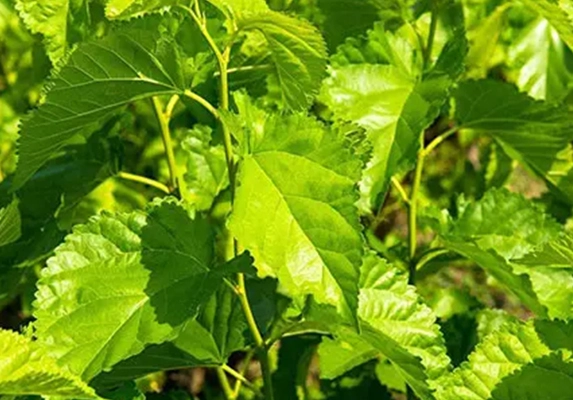 mulberry leaf extract