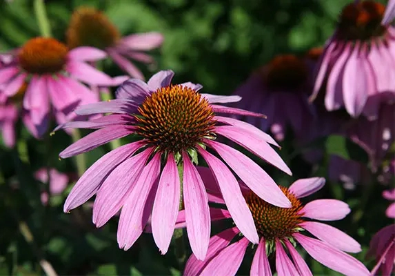 organic echinacea