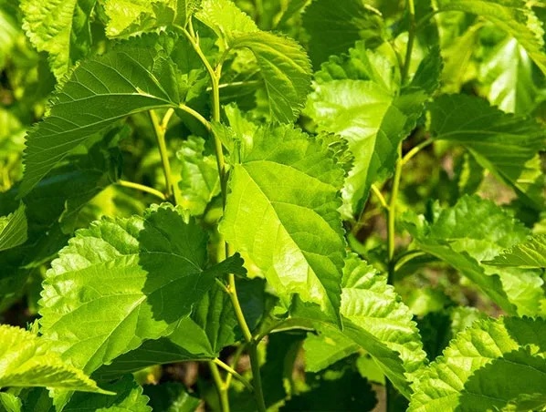 The Turnout of ACE Biotechnology Mulberry Leaf Extract MulBalanceTM  in vivo Test Exert Blood Glucose Control Effect Looks Really Promising!