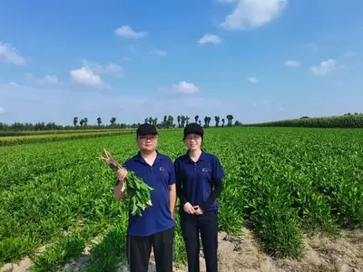 ACE Biotechnology Procurement Team in Dandelion Plantation Field