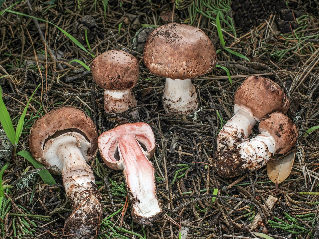 What Are the Effects of Agaricus Extract on the Human Body?