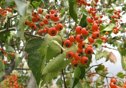 chinese hawthorn leaf and flower extract