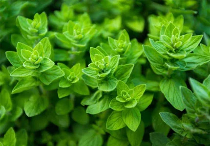 oregano extract