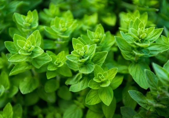 Oregano Extract