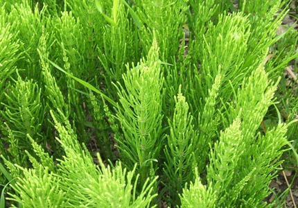 Organic Horsetail Powder