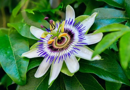 passion flower extract 2
