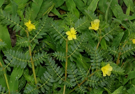 china tribulus terrestris extract manufacturers