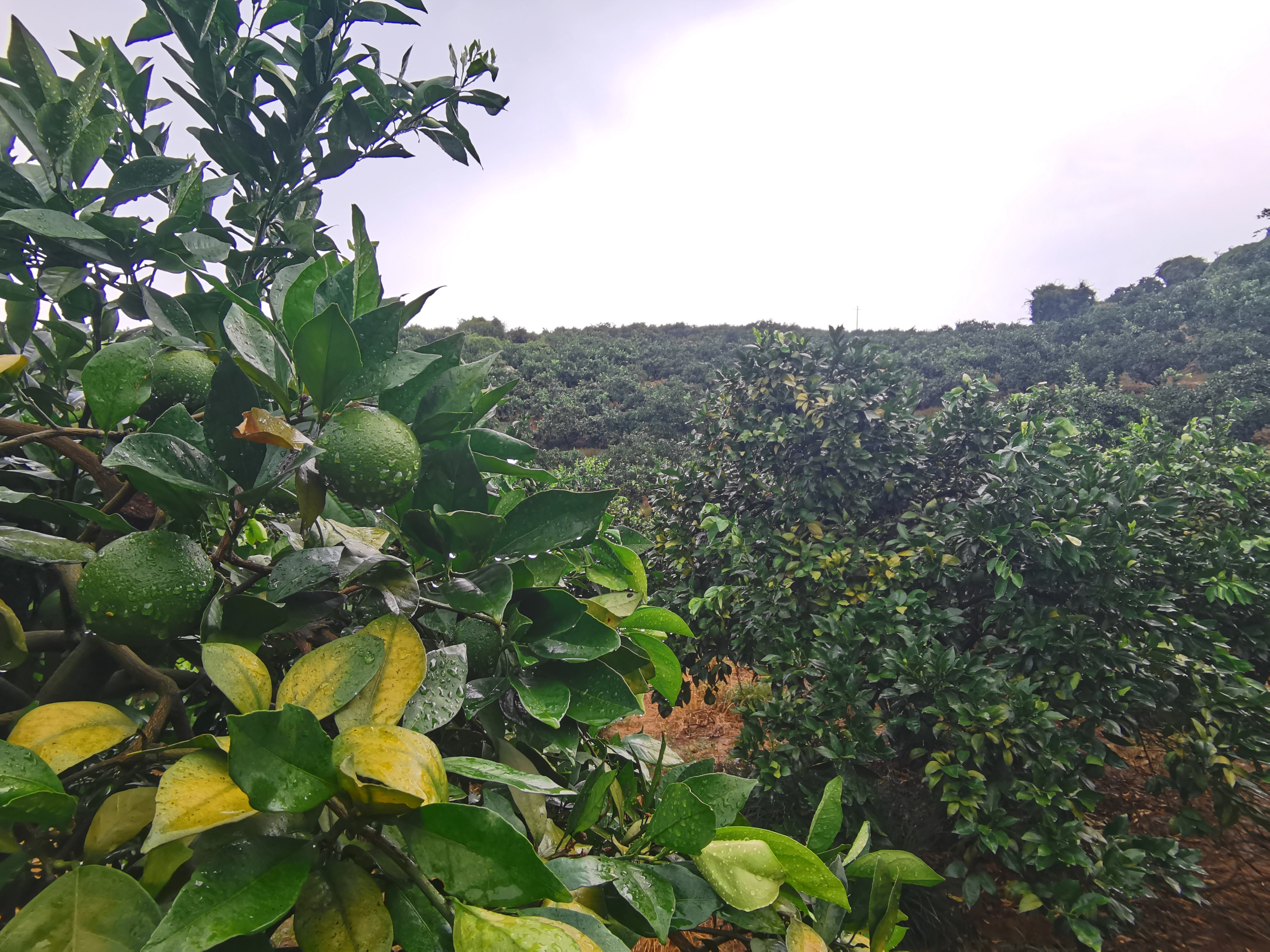 Enhancing Sustainability in Animal Production through Citrus Extract Utilization