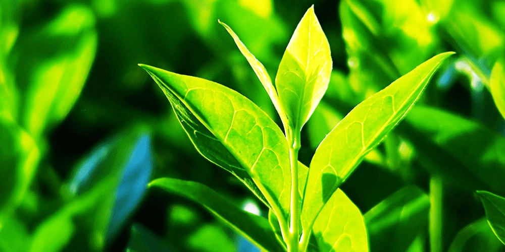 Incorporating Botanical Green Tea Extract into Your Skincare Routine