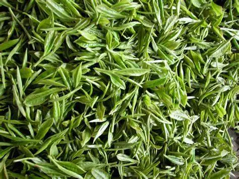 Unveiling the Antioxidant Powers of Botanica Green Tea Extract