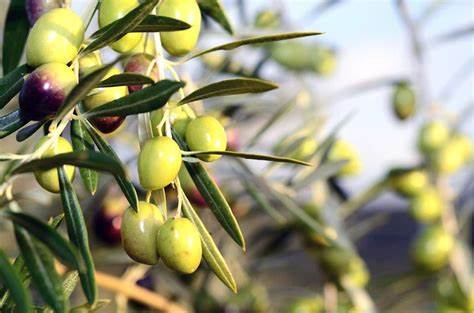 Health Value Analysis of Olive Leaf Extract