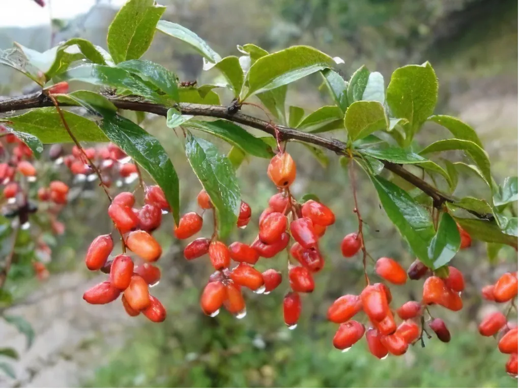 Cornus Extract